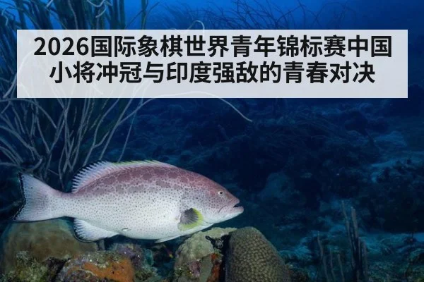 2026国际象棋世界青年锦标赛中国小将冲冠与印度强敌的青春对决